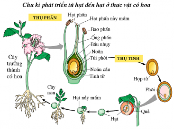 1589899294-ly-thuyet-trac-nghiem-co-phai-tat-ca-thuc-vat-deu-co-hoa-01png.png