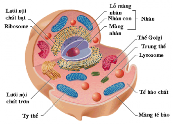 1589899950-ly-thuyet-trac-nghiem-cau-tao-te-bao-thuc-vat-01png.png