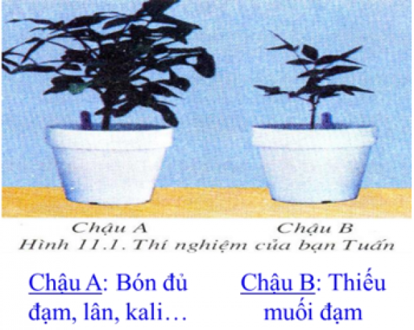 1589900552-ly-thuyet-trac-nghiem-su-hut-nuoc-va-muoi-khoang-cua-re-00png.png