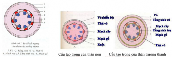 1589903084-ly-thuyet-trac-nghiem-than-to-ra-do-dau-00png.png