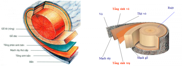 1589903159-ly-thuyet-trac-nghiem-than-to-ra-do-dau-01png.png