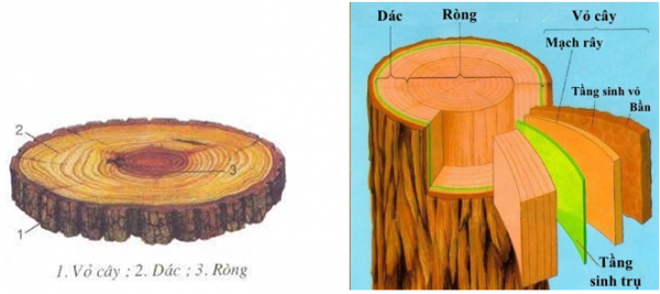 1589904168-ly-thuyet-trac-nghiem-than-to-ra-do-dau-03png.png