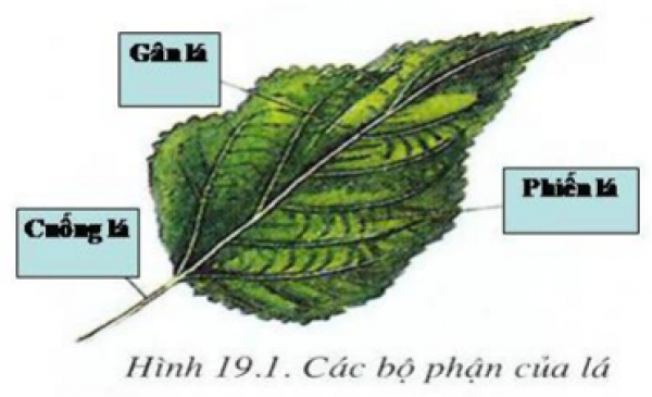 1589929854-ly-thuyet-trac-nghiem-dac-diem-ngoai-cua-la-00png.png