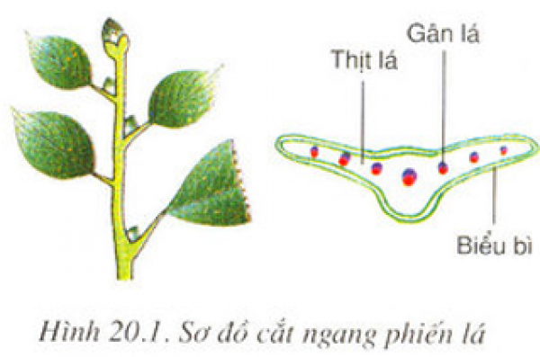 1589930184-ly-thuyet-trac-nghiem-cau-tao-trong-cua-phien-la-00png.png