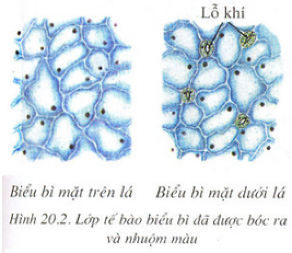 1589930201-ly-thuyet-trac-nghiem-cau-tao-trong-cua-phien-la-01png.png