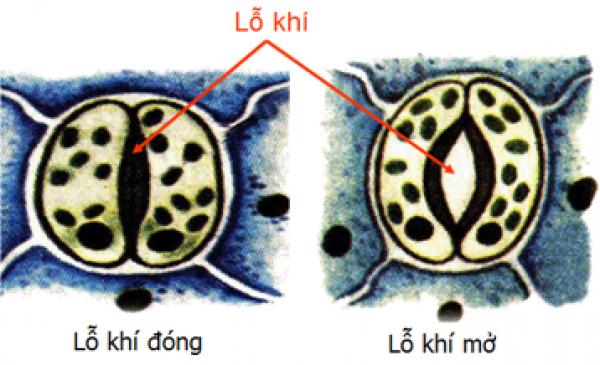 1589930330-ly-thuyet-trac-nghiem-cau-tao-trong-cua-phien-la-02png.png