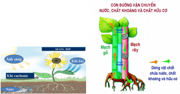 1589930849-ly-thuyet-trac-nghiem-anh-huong-cua-cac-dieu-kien-ben-ngoai-den-quang-hop-y-nghia-cua-quang-hop-02png.png