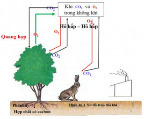 1589930887-ly-thuyet-trac-nghiem-anh-huong-cua-cac-dieu-kien-ben-ngoai-den-quang-hop-y-nghia-cua-quang-hop-03png.png