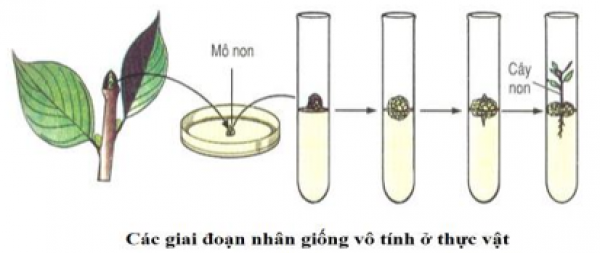 1589932100-ly-thuyet-trac-nghiem-sinh-san-sinh-duong-do-nguoi-06png.png