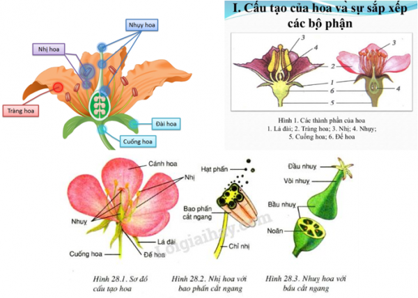 1589932295-ly-thuyet-trac-nghiem-cau-tao-va-chuc-nang-cua-hoa-00png.png