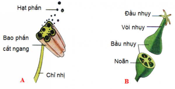 1589932380-ly-thuyet-trac-nghiem-cau-tao-va-chuc-nang-cua-hoa-03png.png