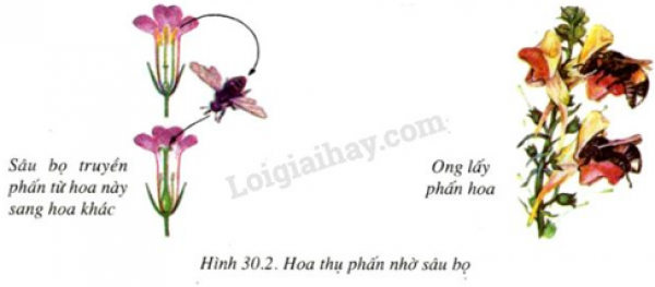 1589932864-ly-thuyet-trac-nghiem-thu-phan-02png.png