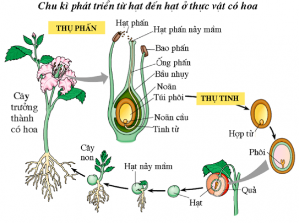 1589933415-ly-thuyet-trac-nghiem-thu-tinh-ket-qua-va-tao-hoa-02png.png