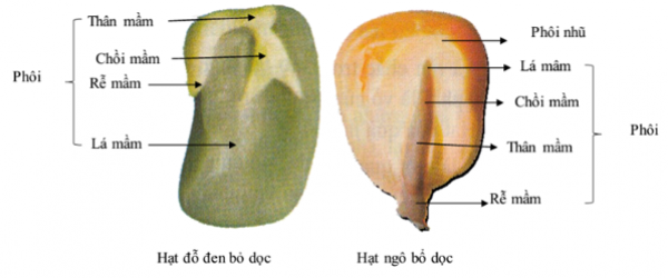 1589943558-ly-thuyet-trac-nghiem-hat-va-cac-bo-phan-cua-hat-00png.png