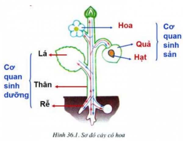 1589944145-ly-thuyet-trac-nghiem-tong-ket-ve-cay-co-hoa-00png.png