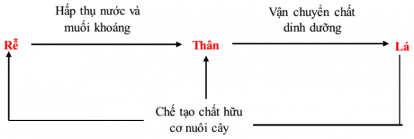 1589944184-ly-thuyet-trac-nghiem-tong-ket-ve-cay-co-hoa-01png.png