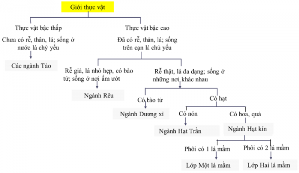 1589945858-ly-thuyet-trac-nghiem-khai-niem-so-luoc-ve-phan-loai-thuc-vat-00png.png