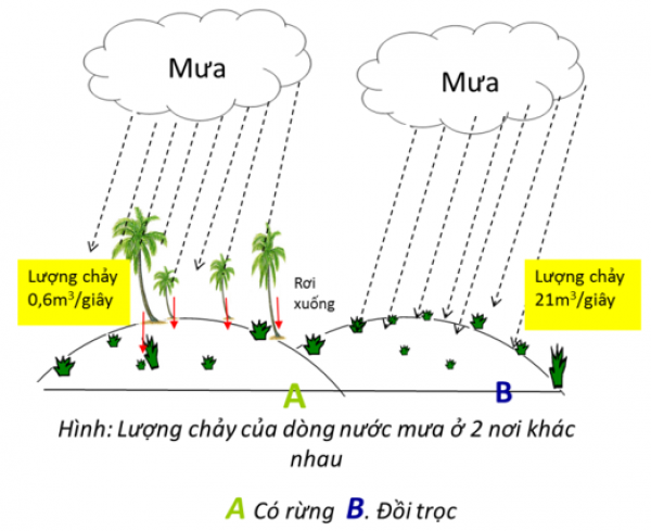 1589958405-ly-thuyet-trac-nghiem-thuc-vat-bao-ve-dat-va-nguon-nuoc-00png.png