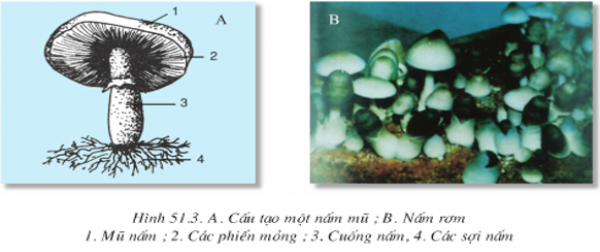 1589960368-ly-thuyet-trac-nghiem-nam-03png.png