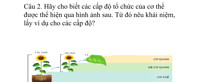 Hãy cho biết các cấp độ tổ chức của cơ thể được thể hiện qua hình ảnh sau. Từ đó nêu khái niệm, lấy ví dụ cho các cấp độ?