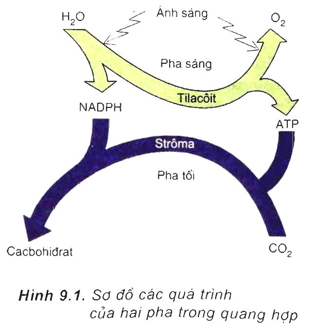 Hỏi đáp VietJack