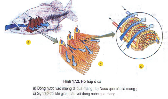 Hỏi đáp VietJack