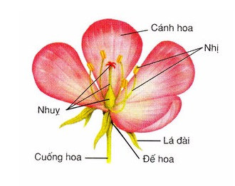 Hỏi đáp VietJack