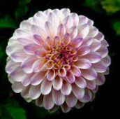 Hỏi đáp VietJack