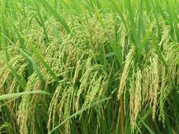 Hỏi đáp VietJack