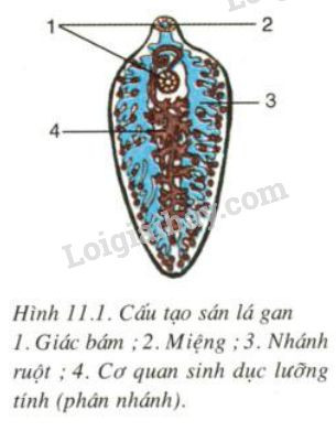 Hỏi đáp VietJack
