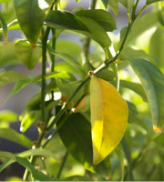 Văn bản Vịt con đi lạc 
Gà mẹ dẫn đàn con đi ăn, thấy Vịt con đi lạc liền gọi :
- Này Vịt con, đi với cô nào ! Cô sẽ giúp con kiếm ăn
Vịt con nghe vậy liền đi theo ăn chung với đàn gà. Đàn gà con thấy Vịt con được mẹ chia mồi nên phàn nàn :
- Sao mẹ lại cho vịt con ăn chung với tụi con ? Nó đâu cùng loài vs chúng mik ? 
Gà mẹ giải thích :
- Các con thử nghĩ nếu bản thân mình đi lạc và gặp đàn vịt khác thì sao ? Lúc đó các con muốn đc họ giúp đỡ hay bị bỏ rơi chỉ vì khác loài ?
Từ câu chuyện trên hãy rút ra bài học trong cuộc sống