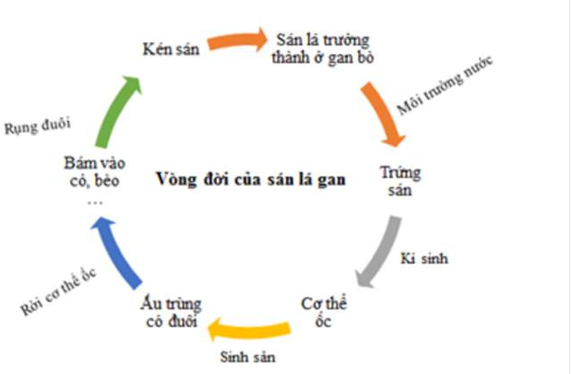 Hỏi đáp VietJack
