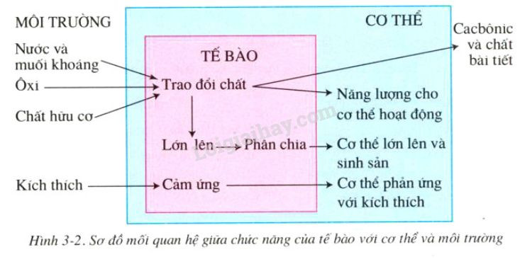 Hỏi đáp VietJack