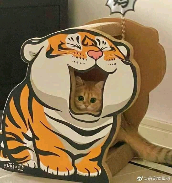 Viết một đoạn văn khoảng 12 câu theo phương thức tổng – phân – hợp cảm