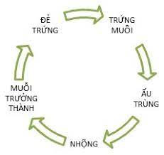 Hỏi đáp VietJack
