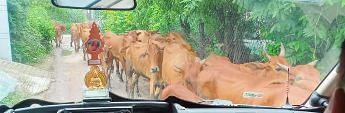 Tả cảnh buổi sáng nơi em ở