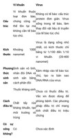 Đặc điểm cấu tạo của virus và vi khuẩn khác nhau như thế nào?