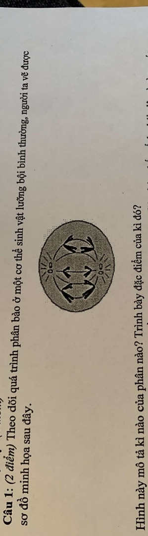 Theo dõi quá trình Phân bào của một thể sinh vật lưỡng bội bình thường người ta vẽ được  sơ đồ minh hoạ sao đây hình này mô tả của kì nào phân nào trình bày đặc điểm của kì đó