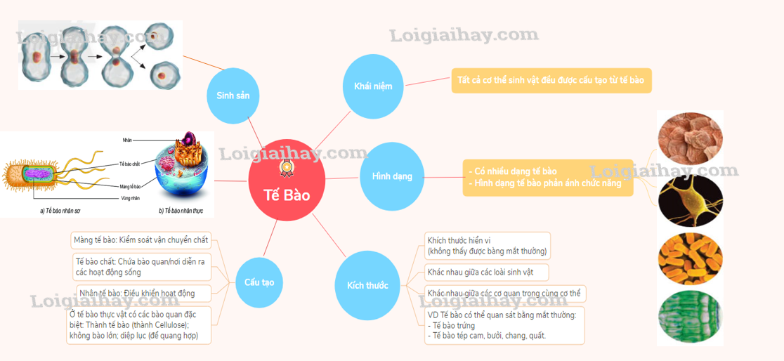 Hỏi đáp VietJack