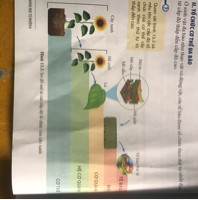 Hãy cho biết các cấp độ tổ chức của cơ thể được thể hiện qua hình ảnh sau. Từ đó nêu khái niệm, lấy ví dụ cho các cấp độ?