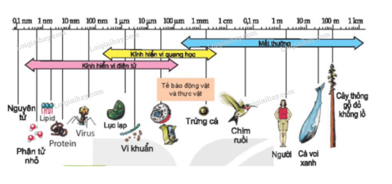 Hỏi đáp VietJack